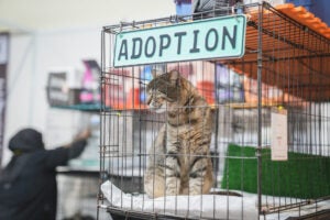 Adoption 1