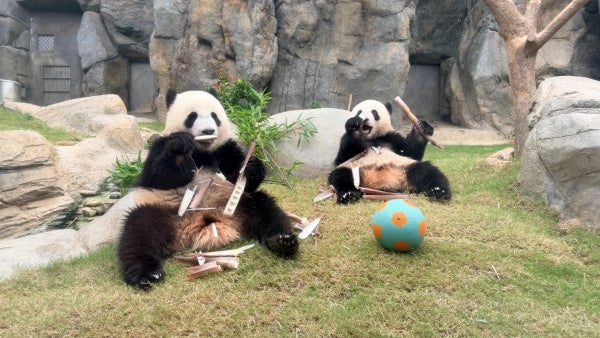Hktb Panda Twins Credit Ocean Park Hong Kong