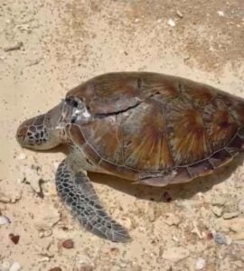 Screenshot 2026 09 02 081117 E1788315324876